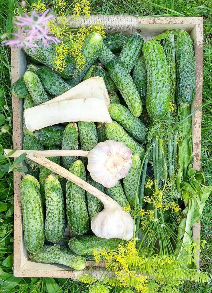 Мариновані огірки