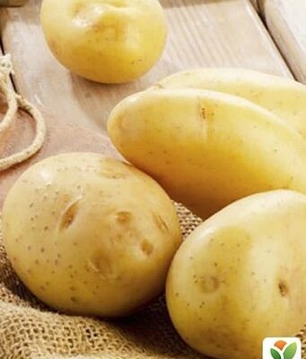Насіннєва картопля